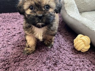 Beautiful Shihtzu