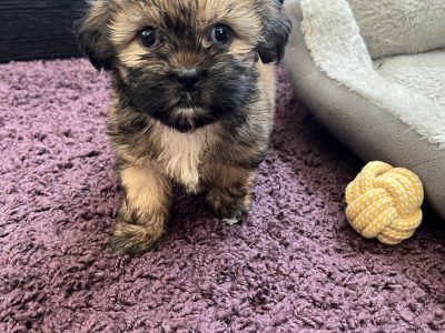 Beautiful Shihtzu