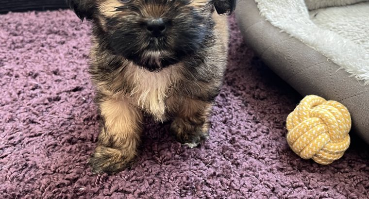 Beautiful Shihtzu