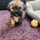 Beautiful Shihtzu