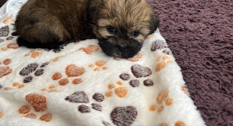 Beautiful Shihtzu
