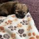 Beautiful Shihtzu