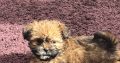 Beautiful Shihtzu