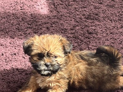 Beautiful Shihtzu