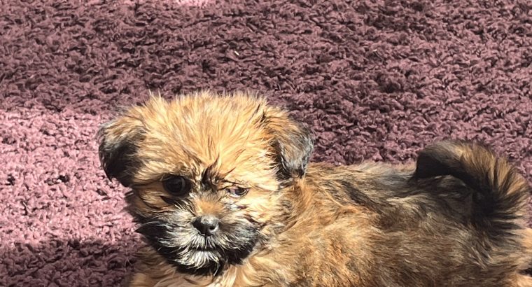 Beautiful Shihtzu