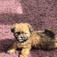 Beautiful Shihtzu