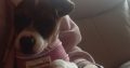 Jack Russell pup