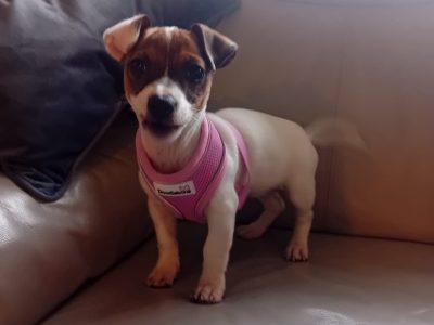 Jack Russell pup