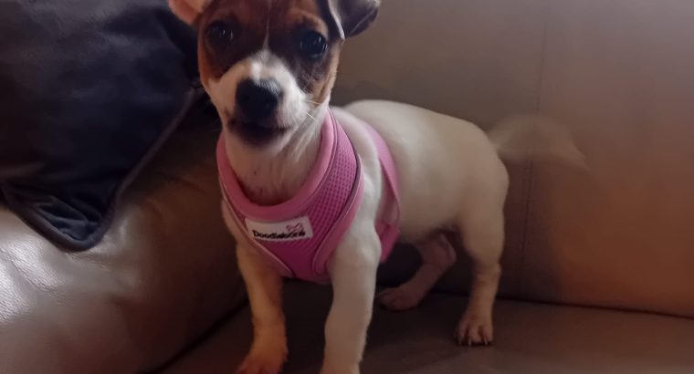 Jack Russell pup