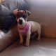 Jack Russell pup