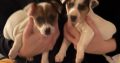 Jack Russell puppies