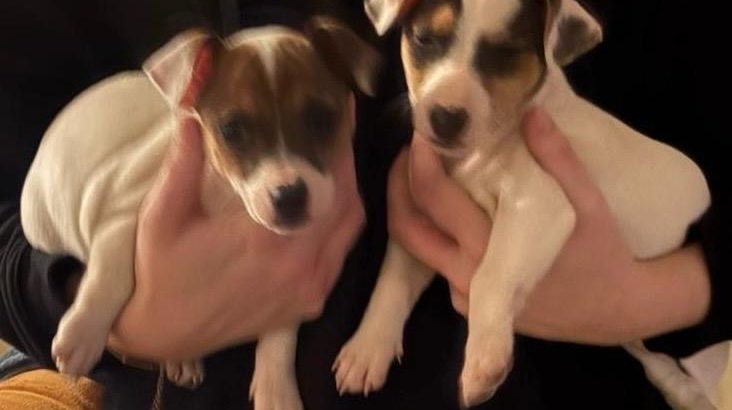 Jack Russell puppies