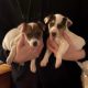 Jack Russell puppies