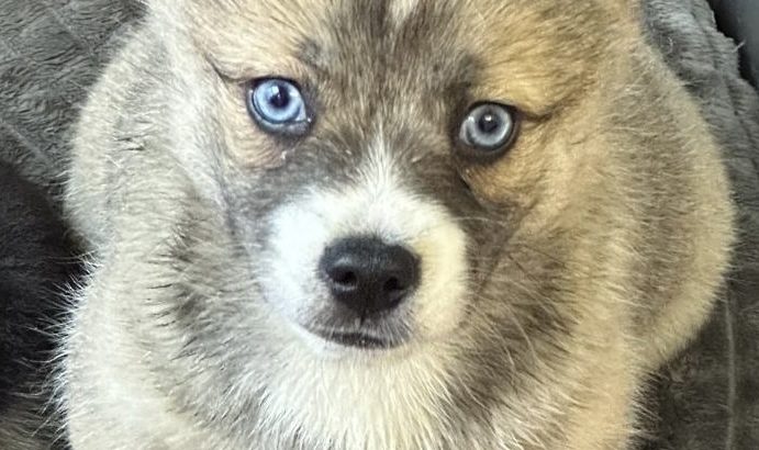 Pomsky puppies for sale in Galway
