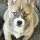 Pomsky puppies for sale in Galway