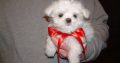Beautiful Maltese pupies