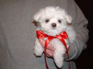 Beautiful Maltese pupies