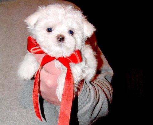 Beautiful Maltese pupies