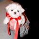 Beautiful Maltese pupies