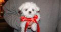 Beautiful Maltese pupies
