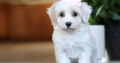 Stunning Litter of Genuine toy Maltipoo puppies