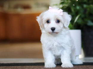Stunning Litter of Genuine toy Maltipoo puppies