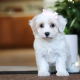Stunning Litter of Genuine toy Maltipoo puppies