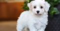 Stunning Litter of Genuine toy Maltipoo puppies