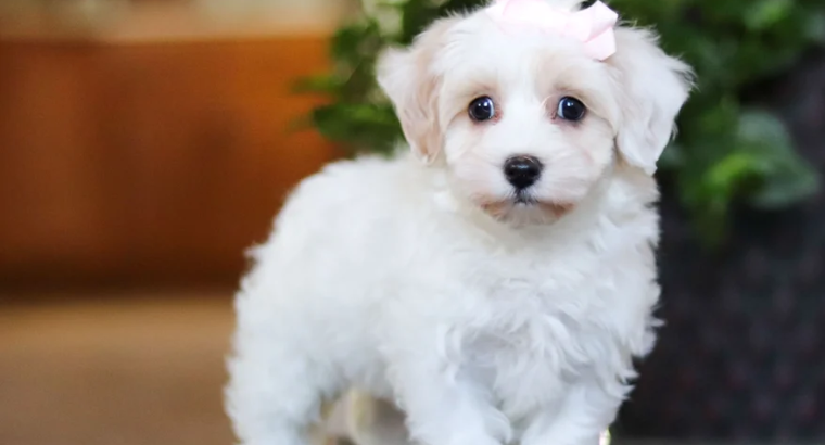 Stunning Litter of Genuine toy Maltipoo puppies