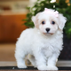 Stunning Litter of Genuine toy Maltipoo puppies