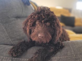 Cockapoo pup 5 months old