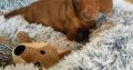 Miniature dachshund puppies in Galway