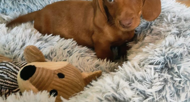 Miniature dachshund puppies in Galway