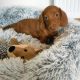 Miniature dachshund puppies in Galway