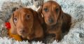 Miniature dachshund puppies in Galway