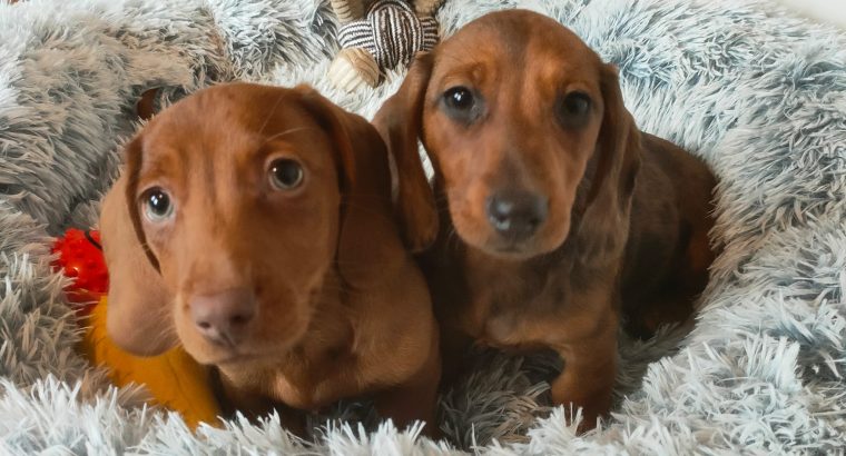 Miniature dachshund puppies in Galway