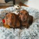 Miniature dachshund puppies in Galway