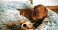 Miniature dachshund puppies in Galway