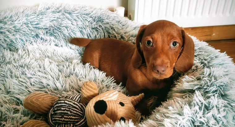Miniature dachshund puppies in Galway