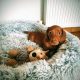 Miniature dachshund puppies in Galway