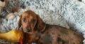 Miniature dachshund puppies in Galway