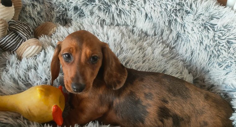 Miniature dachshund puppies in Galway