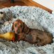 Miniature dachshund puppies in Galway