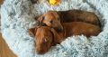 Miniature dachshund puppies in Galway