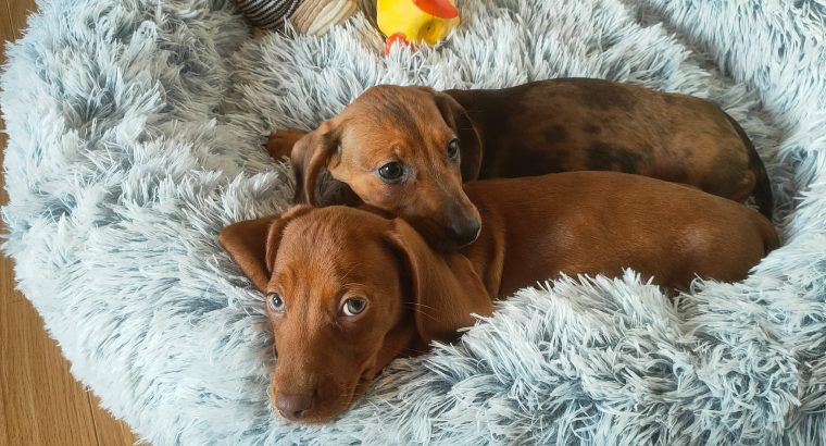 Miniature dachshund puppies in Galway