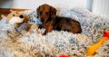 Miniature dachshund puppies in Galway