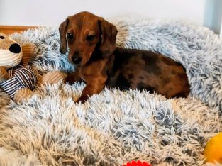 Miniature dachshund puppies in Galway