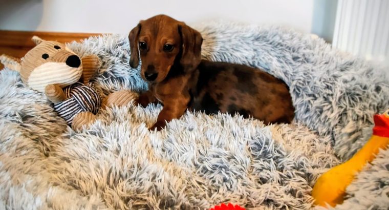 Miniature dachshund puppies in Galway