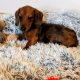 Miniature dachshund puppies in Galway