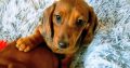 Miniature dachshund puppies in Galway